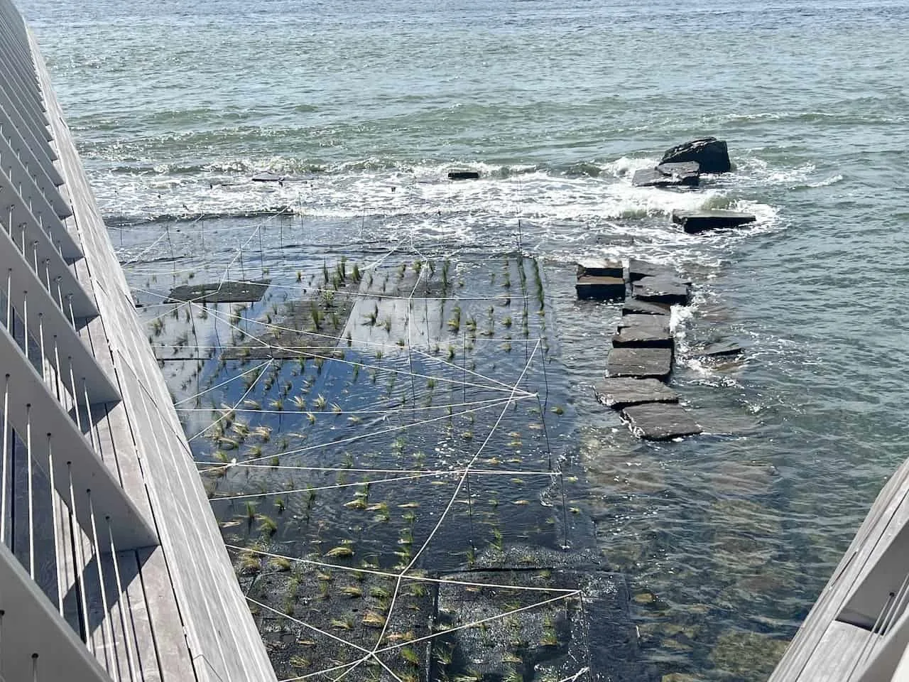 Pier 26 Tide Deck Plants