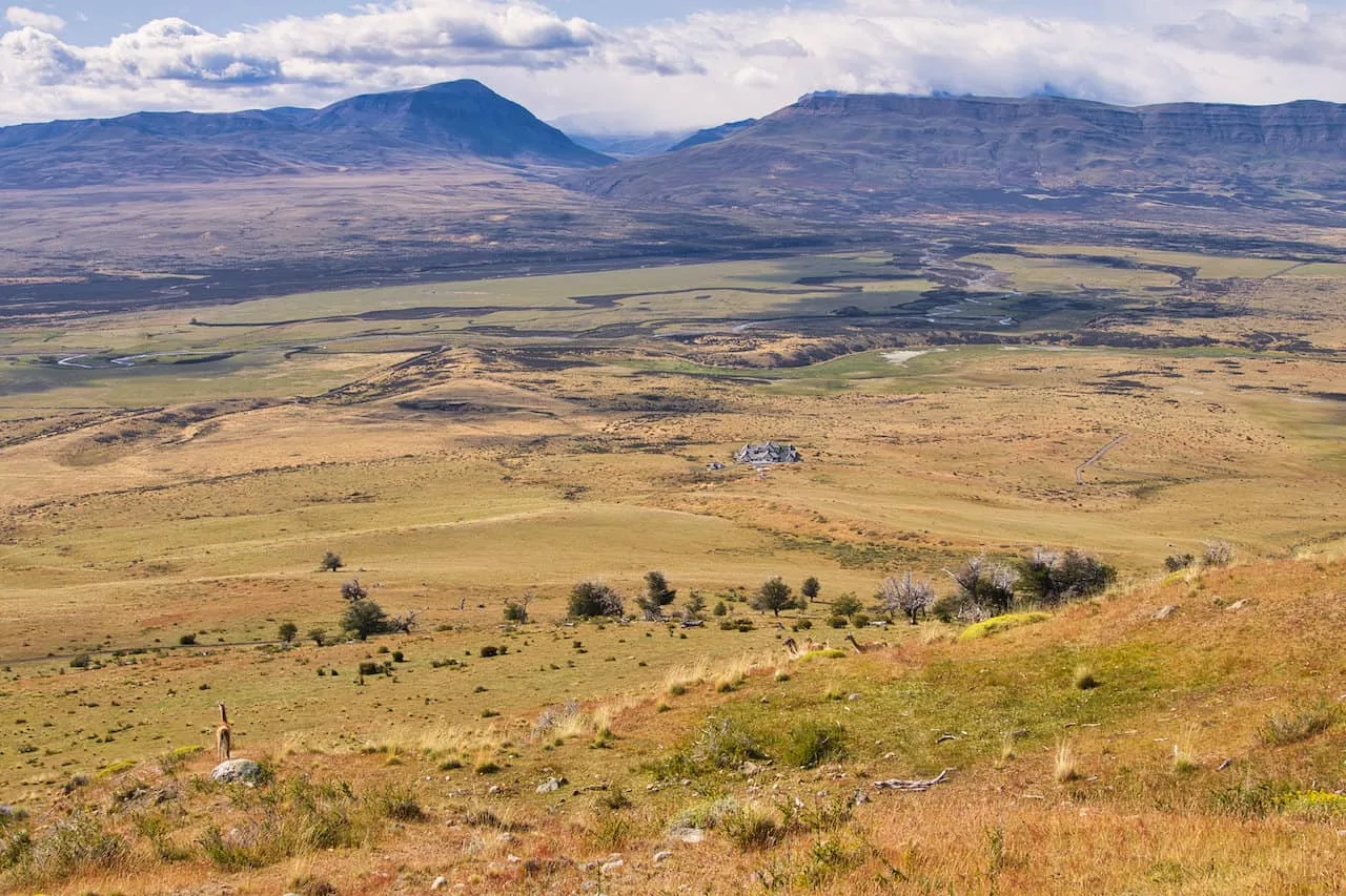 Cerro Frias Guanaco