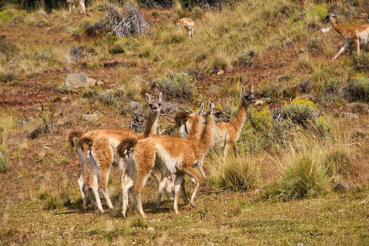 Guanacos El Calafate