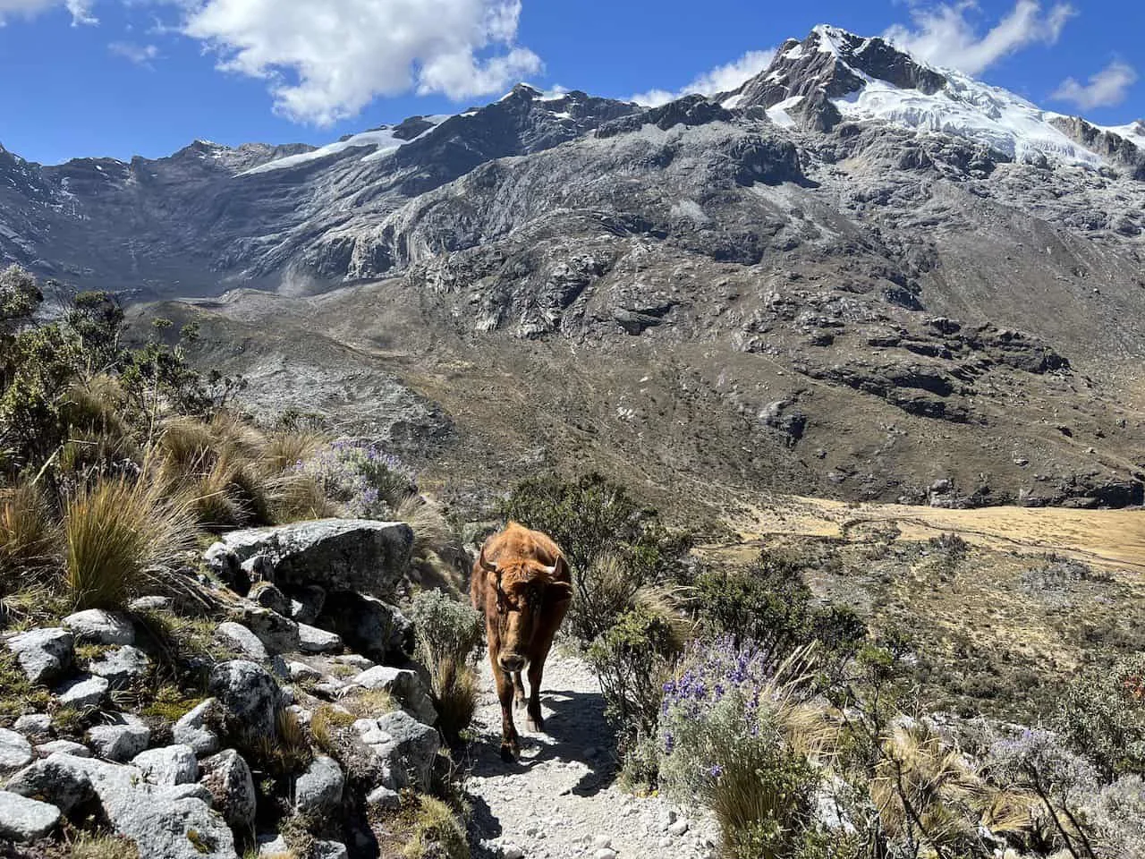 Huaraz Hiking Animals