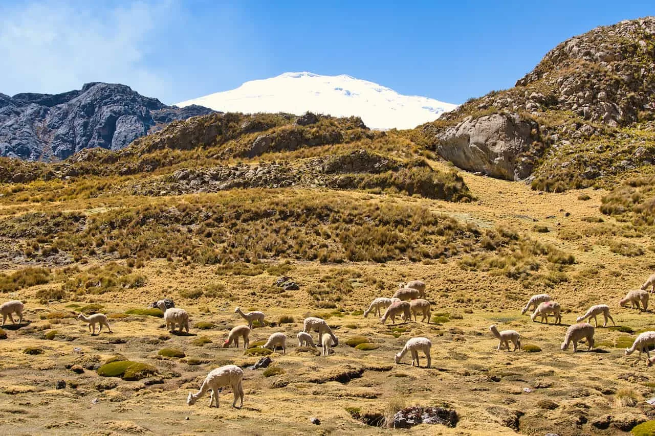 Huayhuash Llama