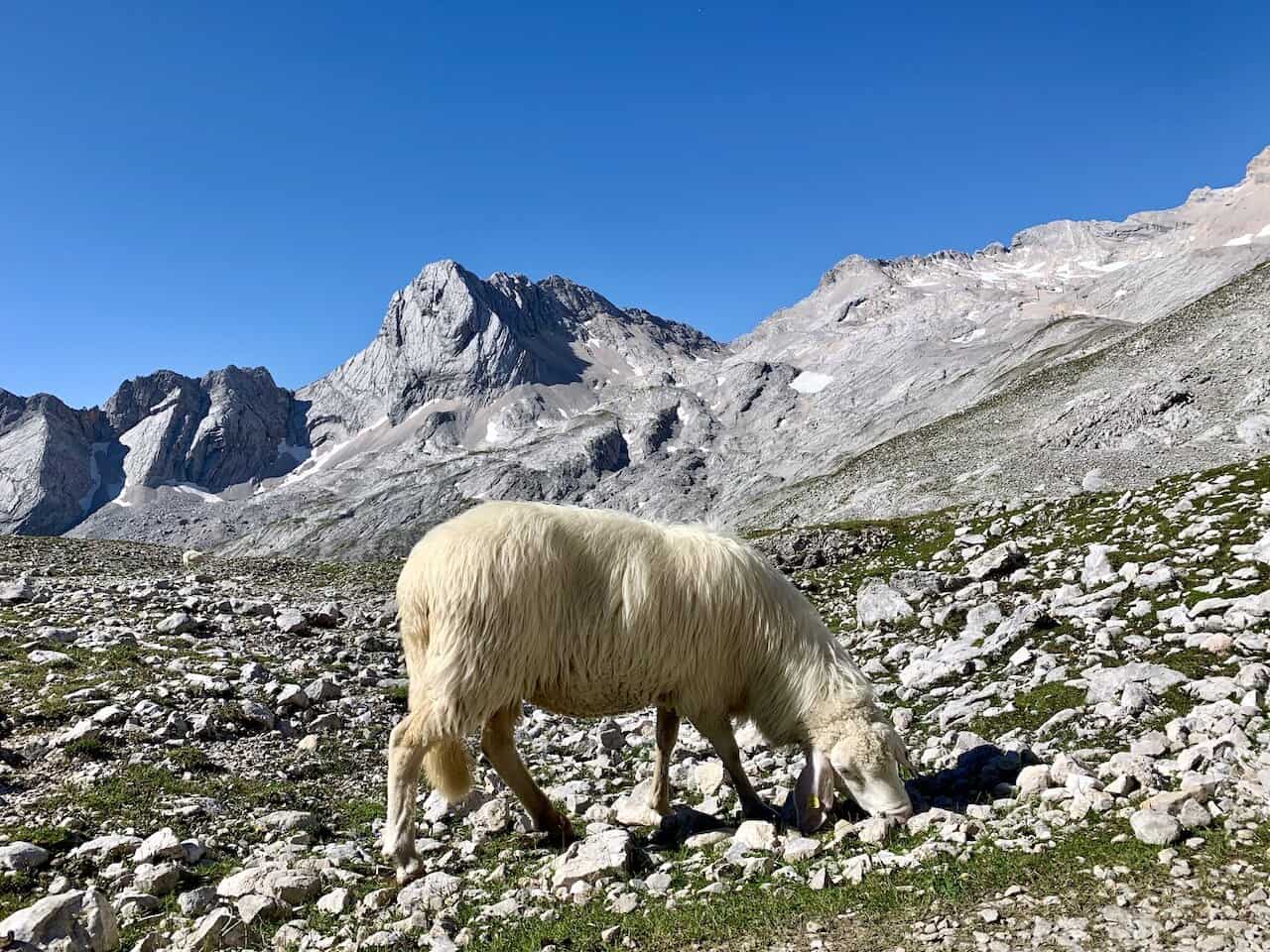 Bavarian Alps Animals