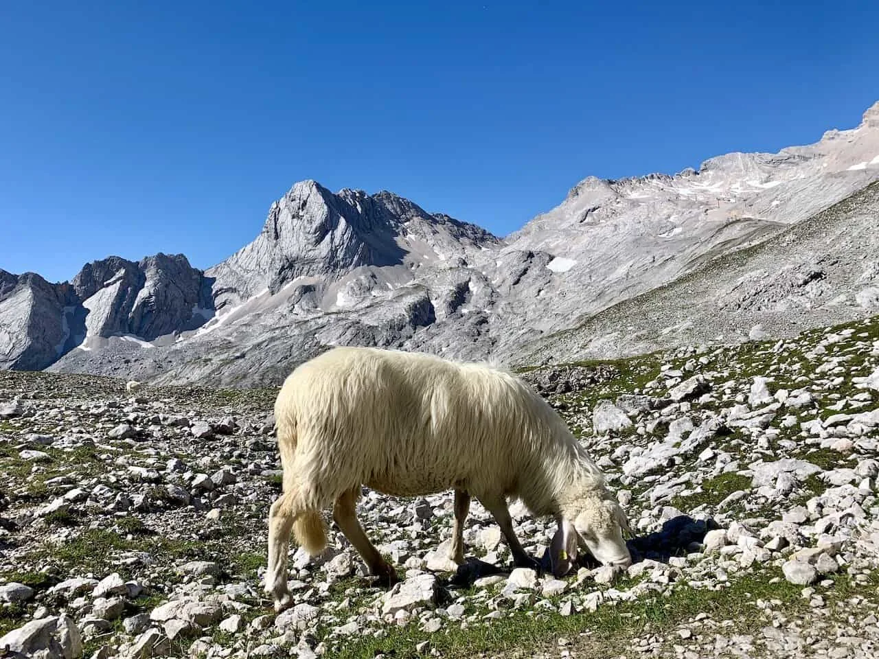 Bavarian Alps Animals