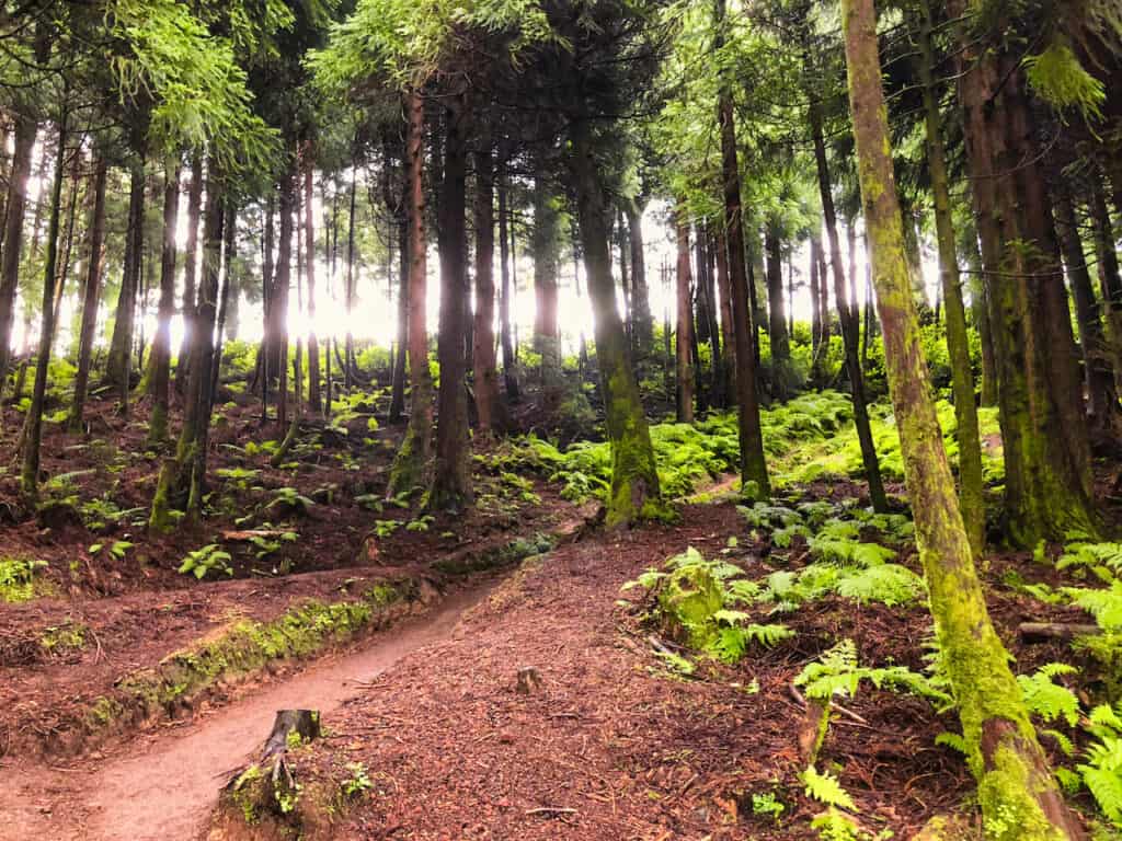 Azores Forest Trees