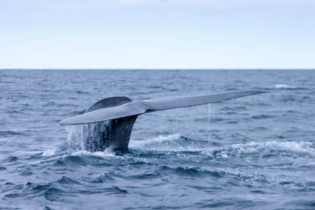 Azores Whale