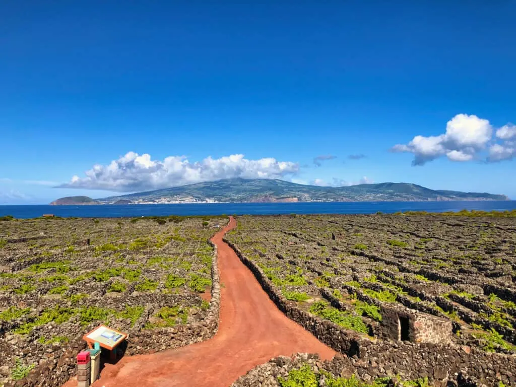 Vineyards in the Azores