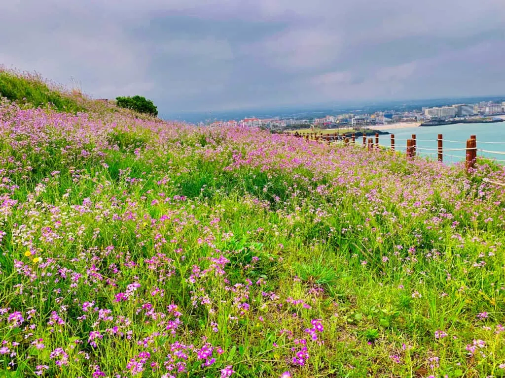 Jeju Island Flowers