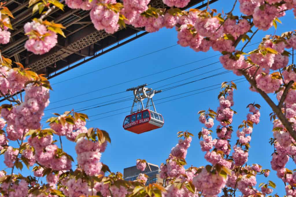 Roosevelt Island Cherry Blossoms Kwanzan