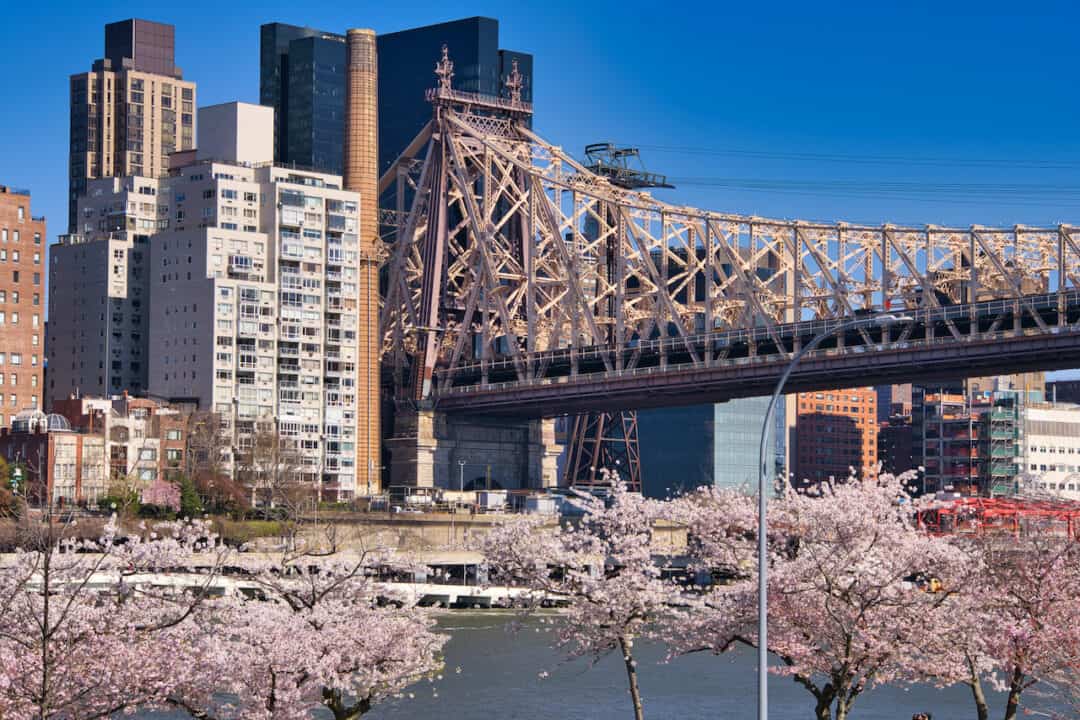 Roosevelt Island Cherry Blossoms Guide & Map)