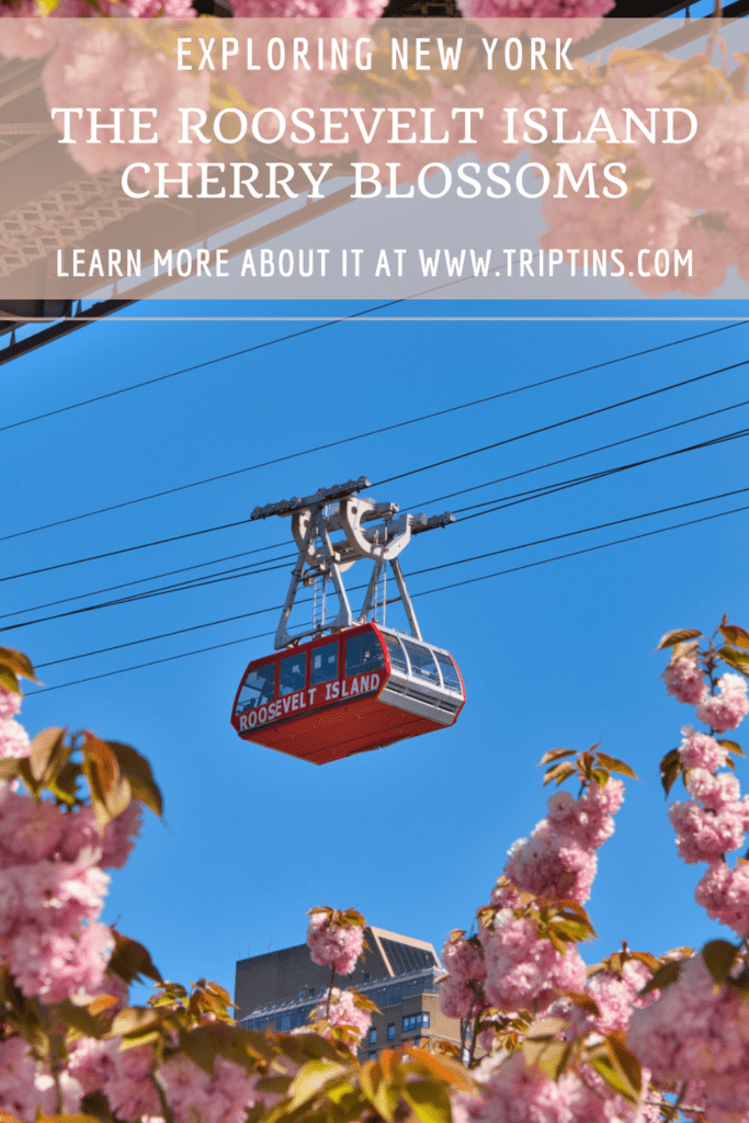 Cherry Blossoms on Roosevelt Island