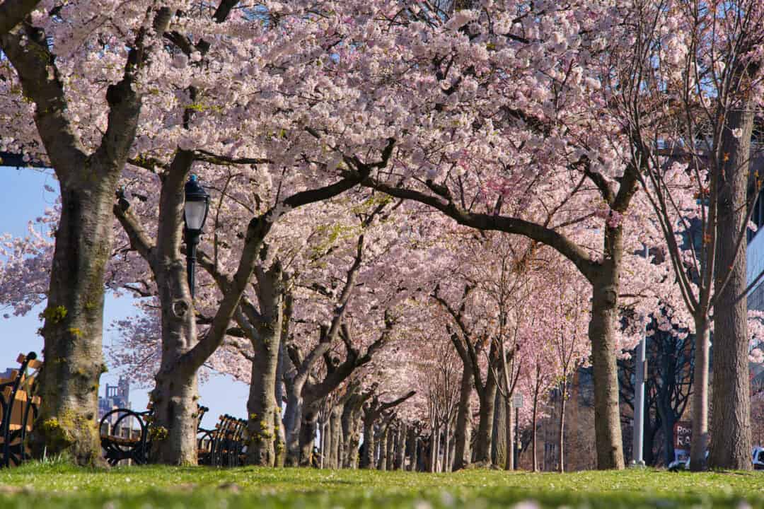 Roosevelt Island Cherry Blossoms Guide & Map)