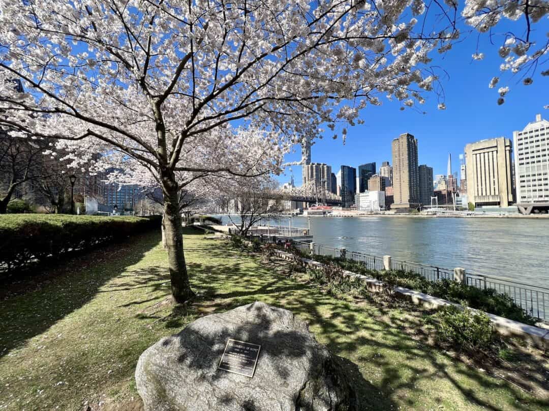 Roosevelt Island Cherry Blossoms Guide & Map)