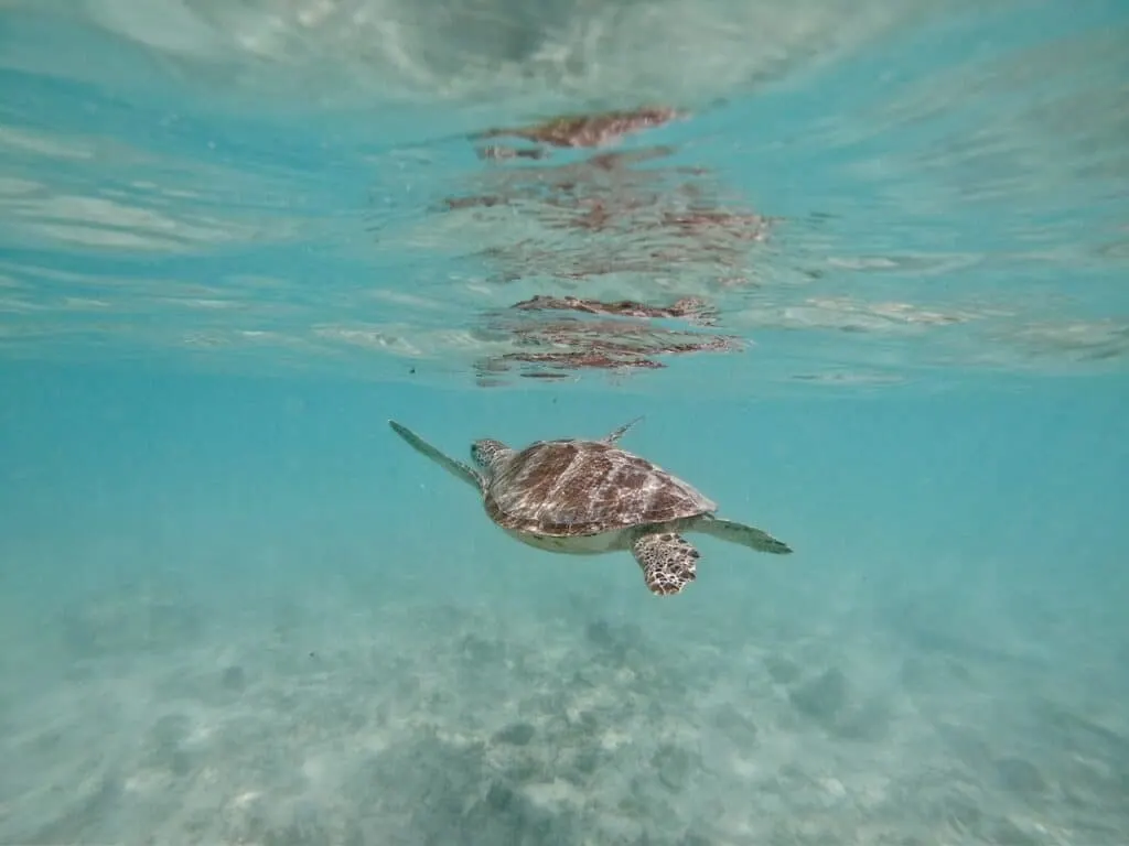 Gili Trawangan Turtles