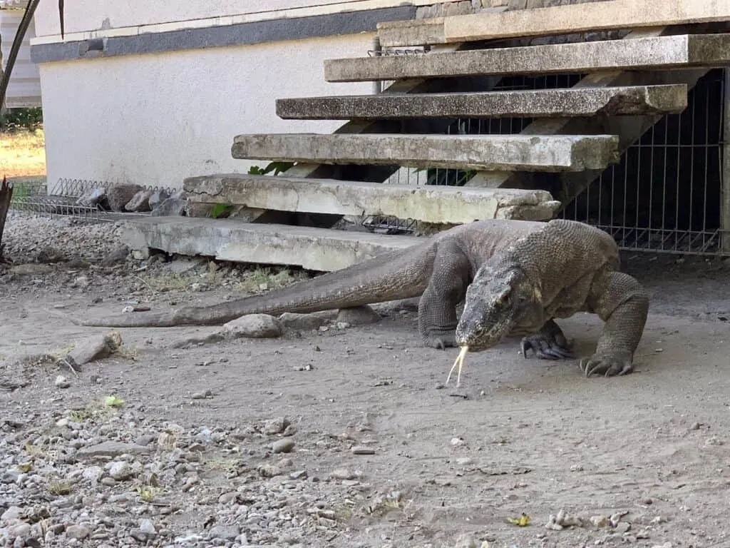 Komodo Dragon Trek