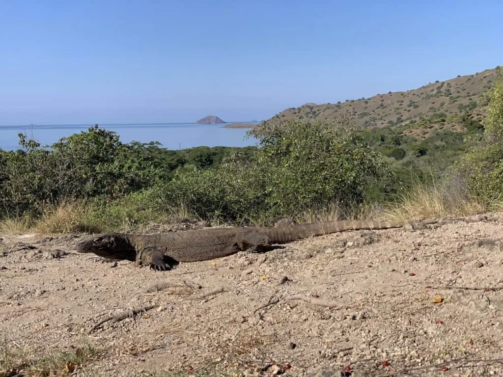 Komodo Dragons