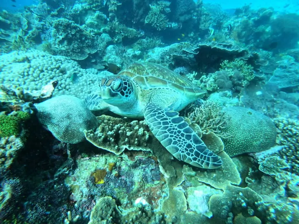 Komodo Island Turtles