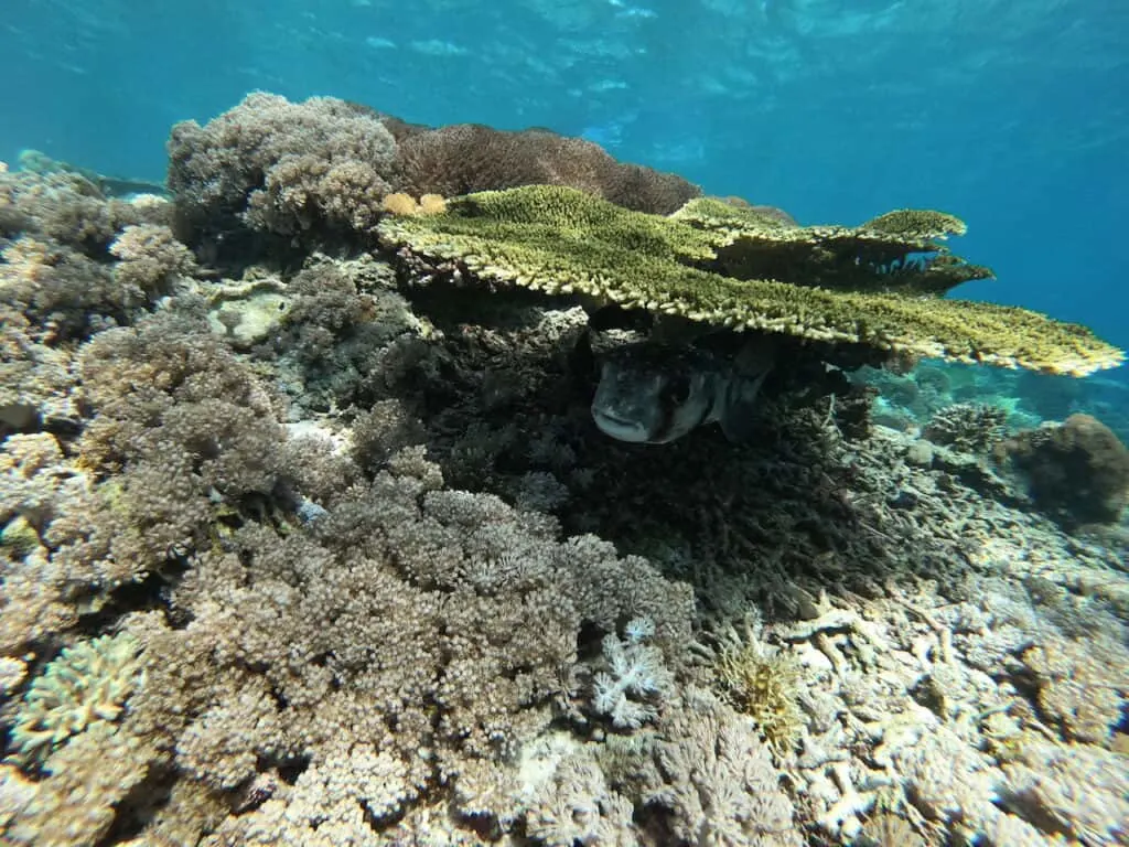 Komodo Snorkeling