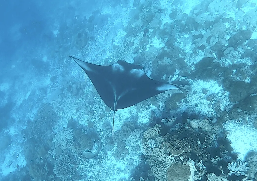 Manta Point Komodo