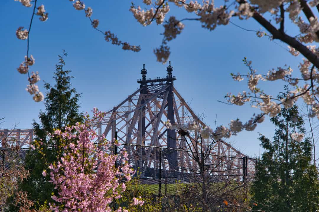 Roosevelt Island Cherry Blossoms Guide & Map)