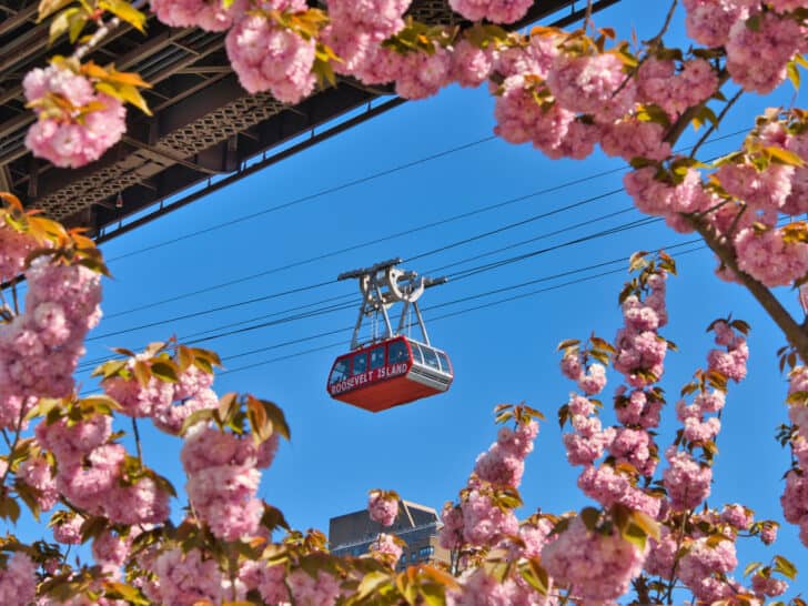 Roosevelt Island Cherry Blossoms (Complete Guide & Map)