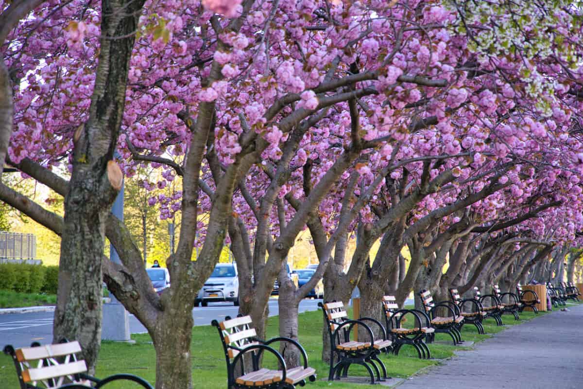 Roosevelt Island Cherry Blossoms Guide & Map)