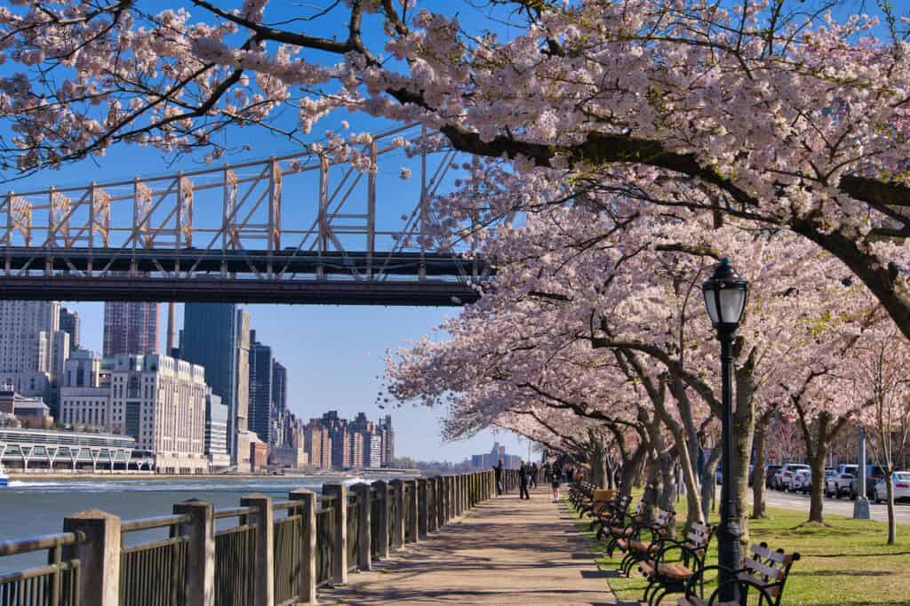 Roosevelt Island Walkway Cherry Blossoms