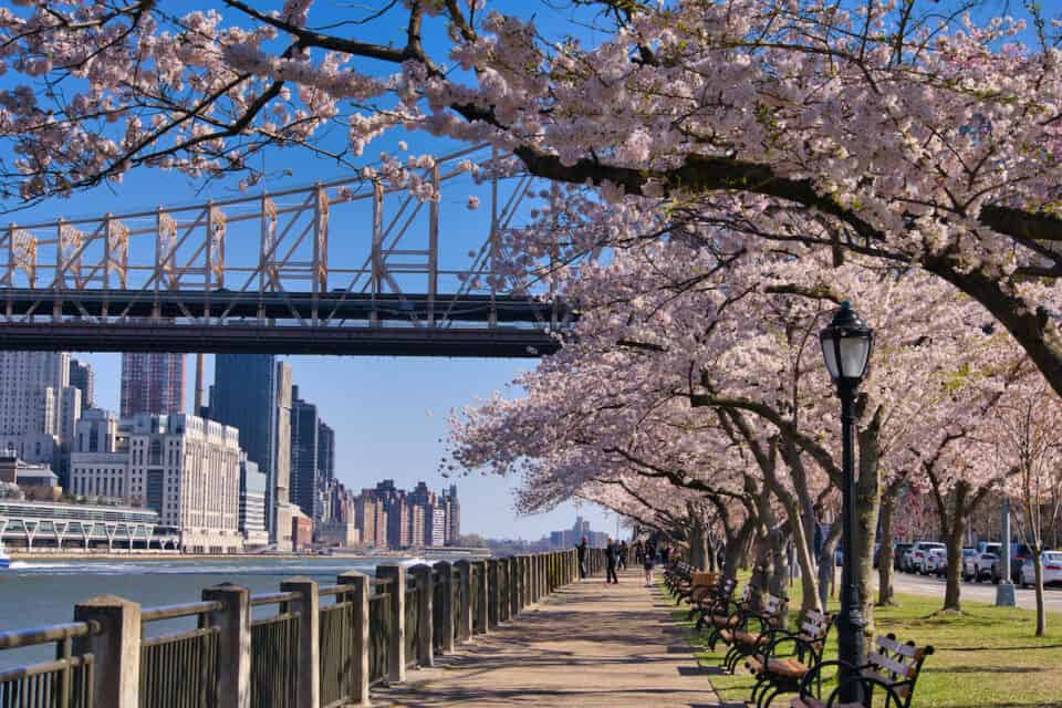 Roosevelt Island Cherry Blossoms Guide & Map)