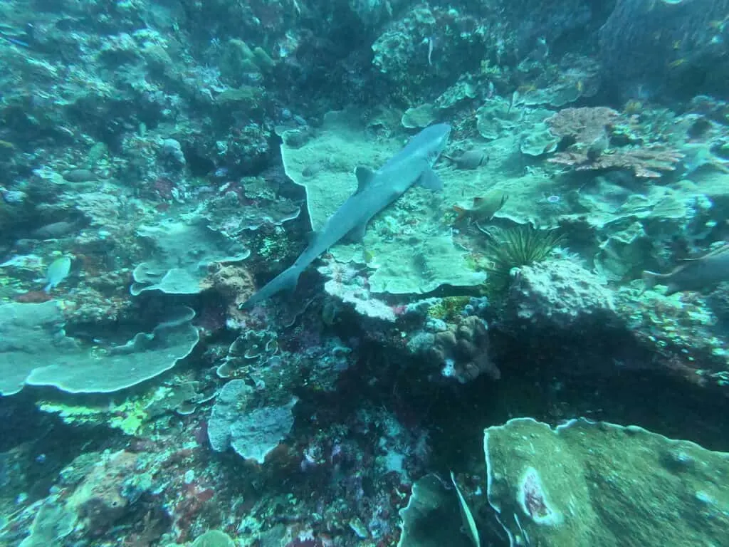 Scuba Diving Komodo