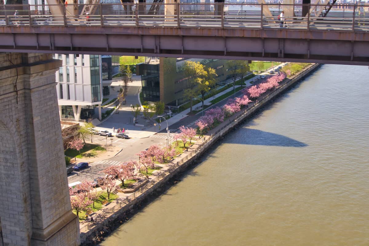 Roosevelt Island Cherry Blossoms Guide & Map)