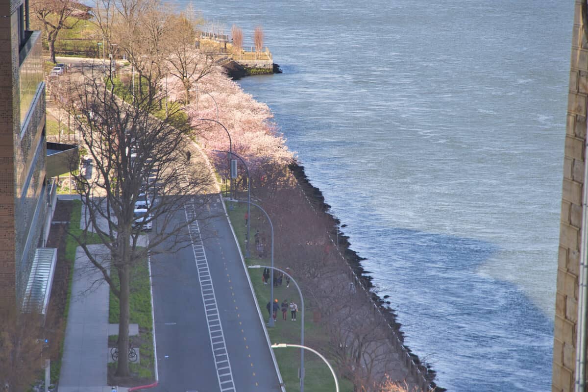 Roosevelt Island Cherry Blossoms Guide & Map)