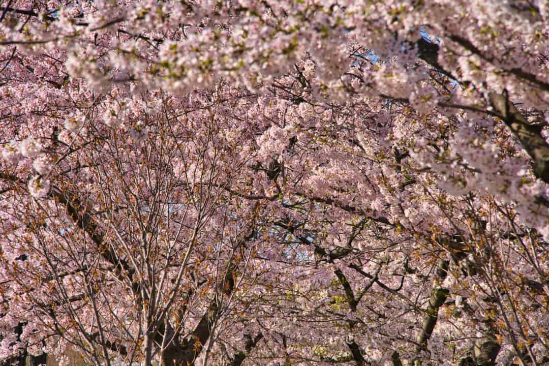 Roosevelt Island Cherry Blossoms Guide & Map)