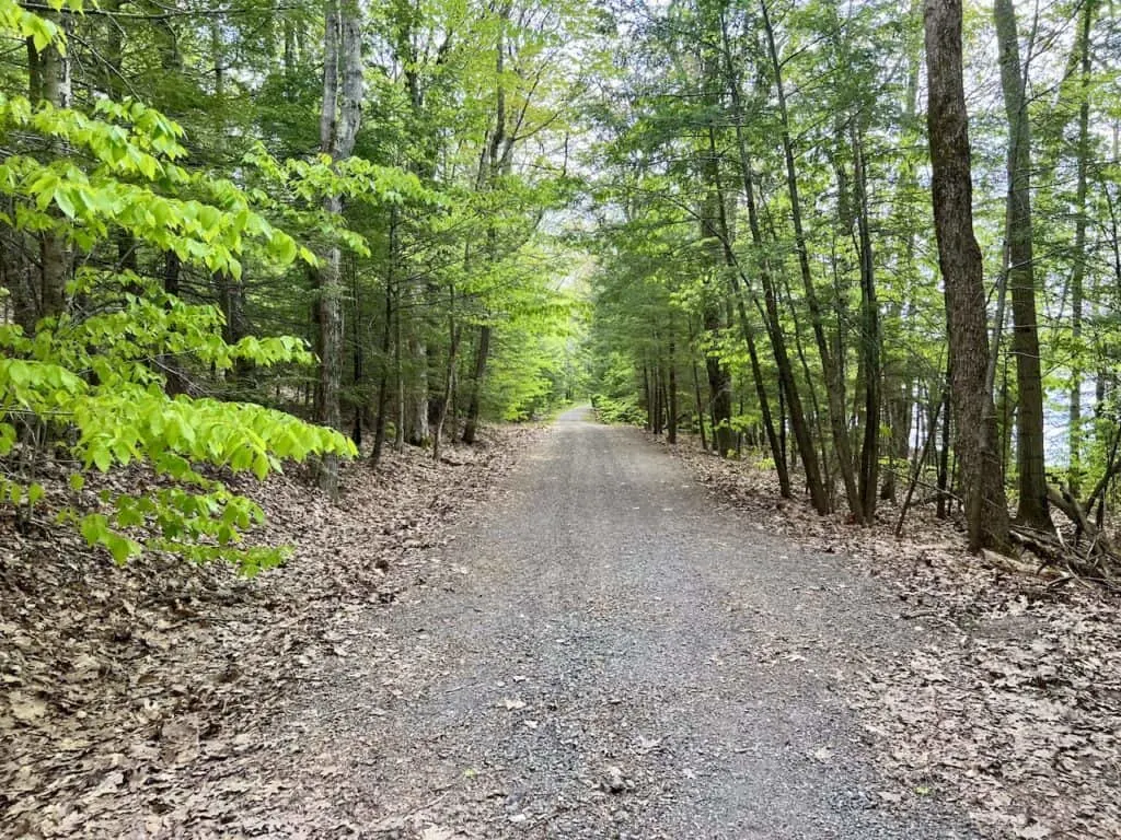 Forest Trail North South Lake