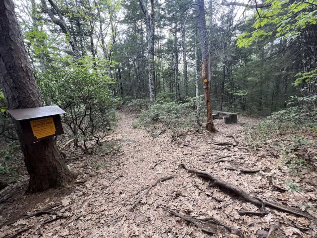 Yellow Trail to Lake