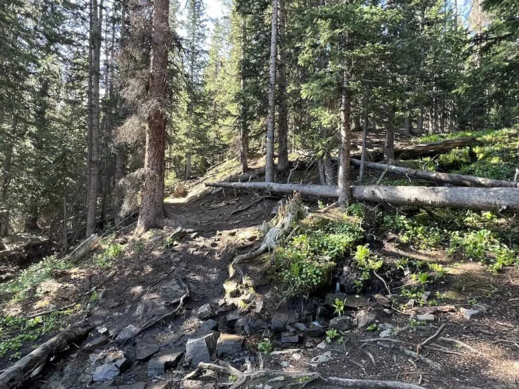 Hiking in the Trees