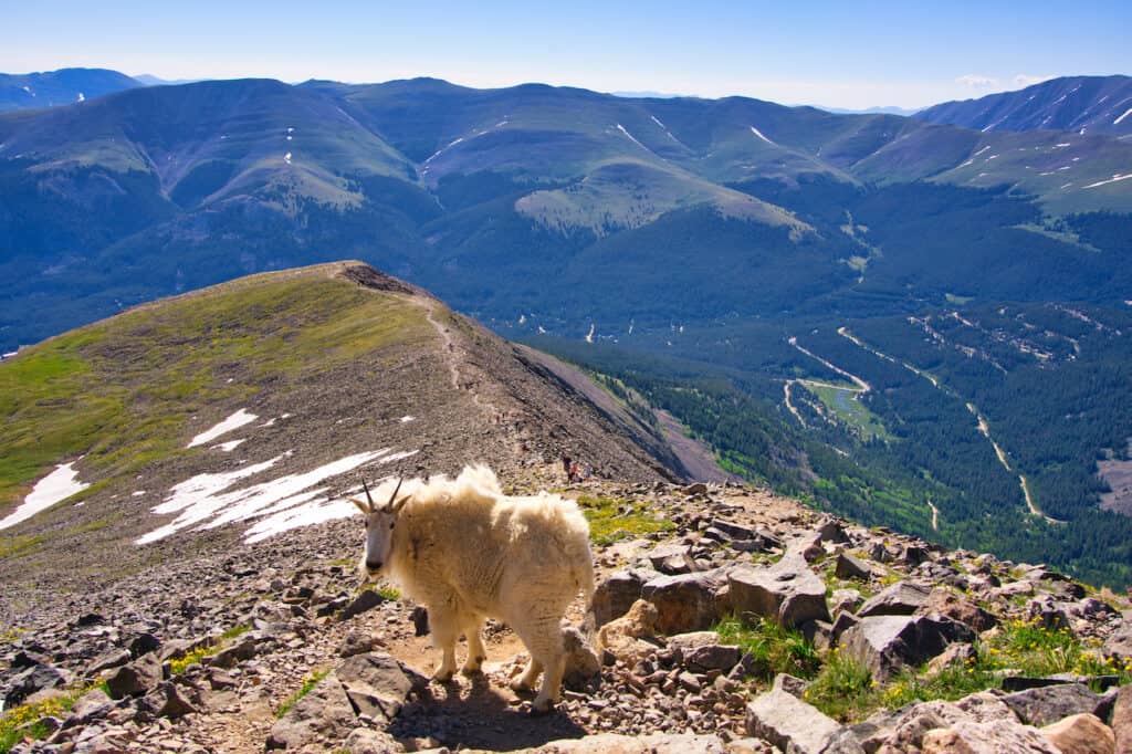Mountain Goats Quandary Peak