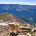 Mountain Goats Quandary Peak