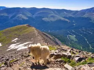 Mountain Goats Quandary Peak