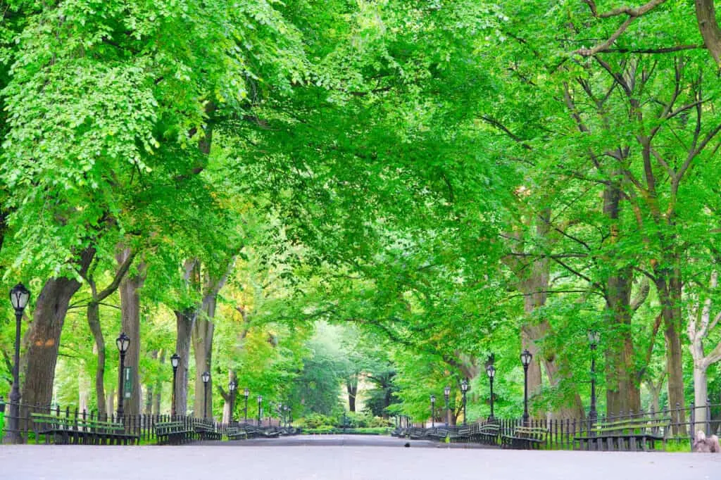 The 10 Best Central Park Tours in 2023 (Walking, Bike, Pedicab & More!)