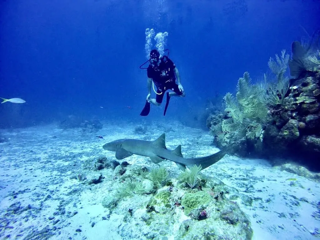 Belize Barrier Reef Shark