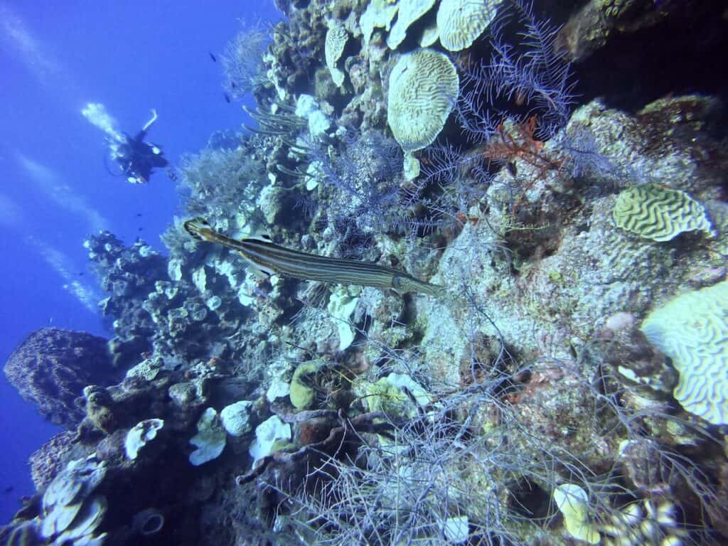 Fish-Belize-Barrier-Reef-Dive