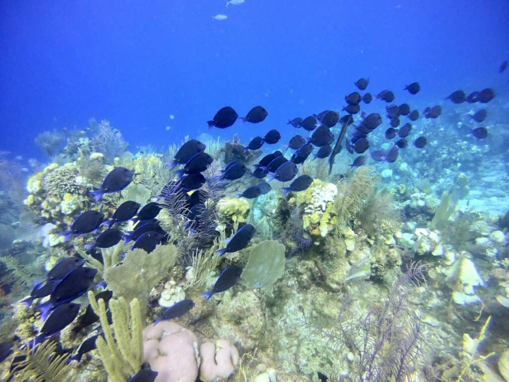 Group of Fish Belize