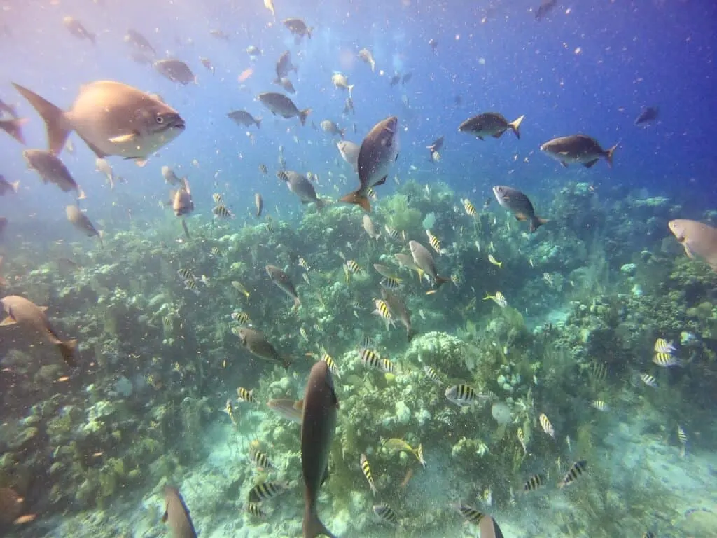 Group of Fish Belize Diving