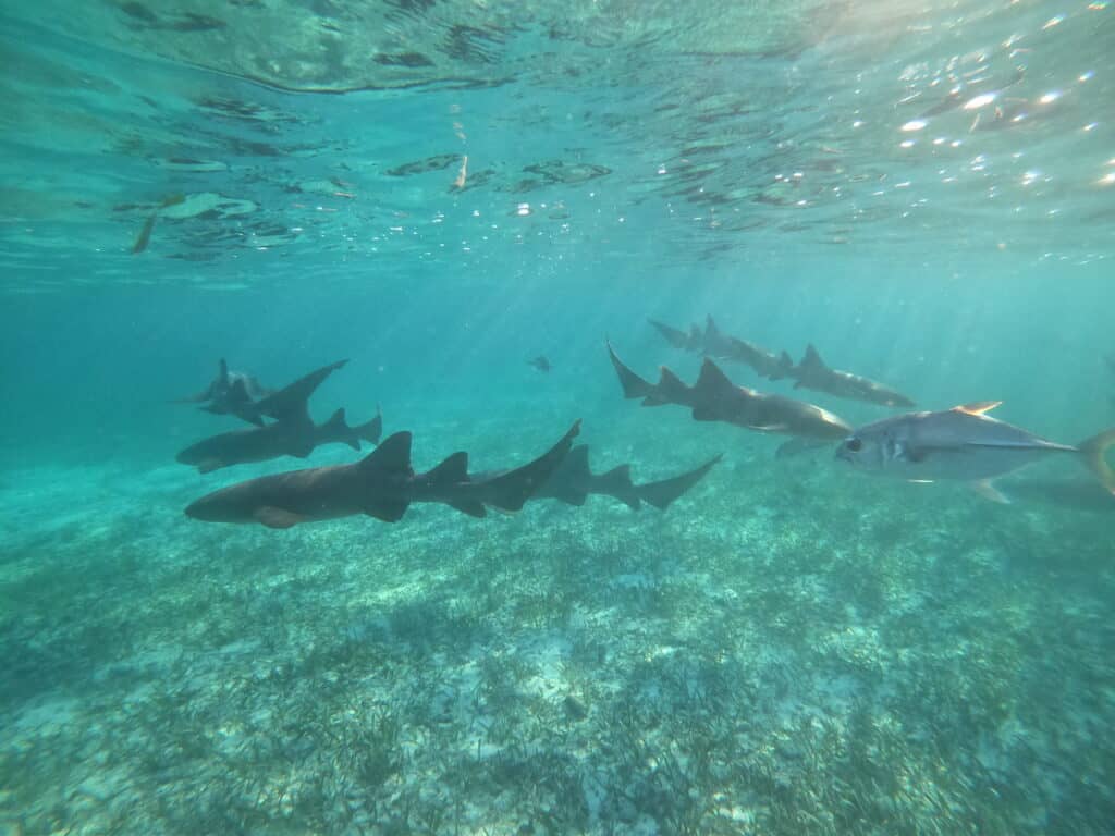 Hol Chan Marine Reserve