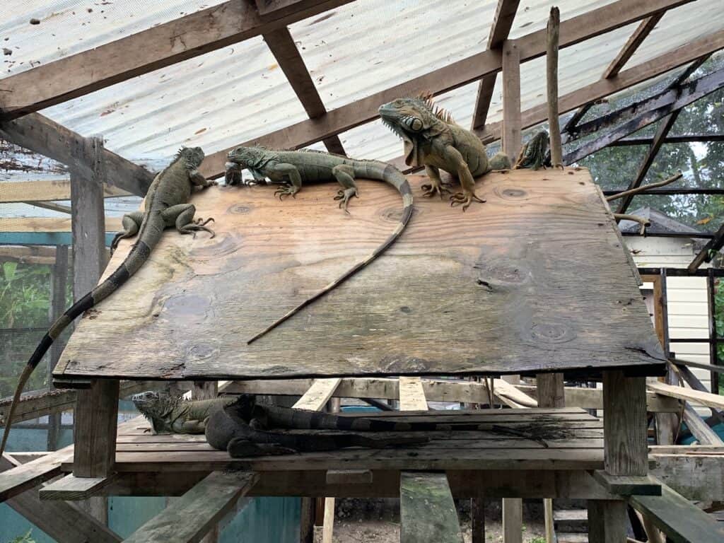 Iguana Conservation Project