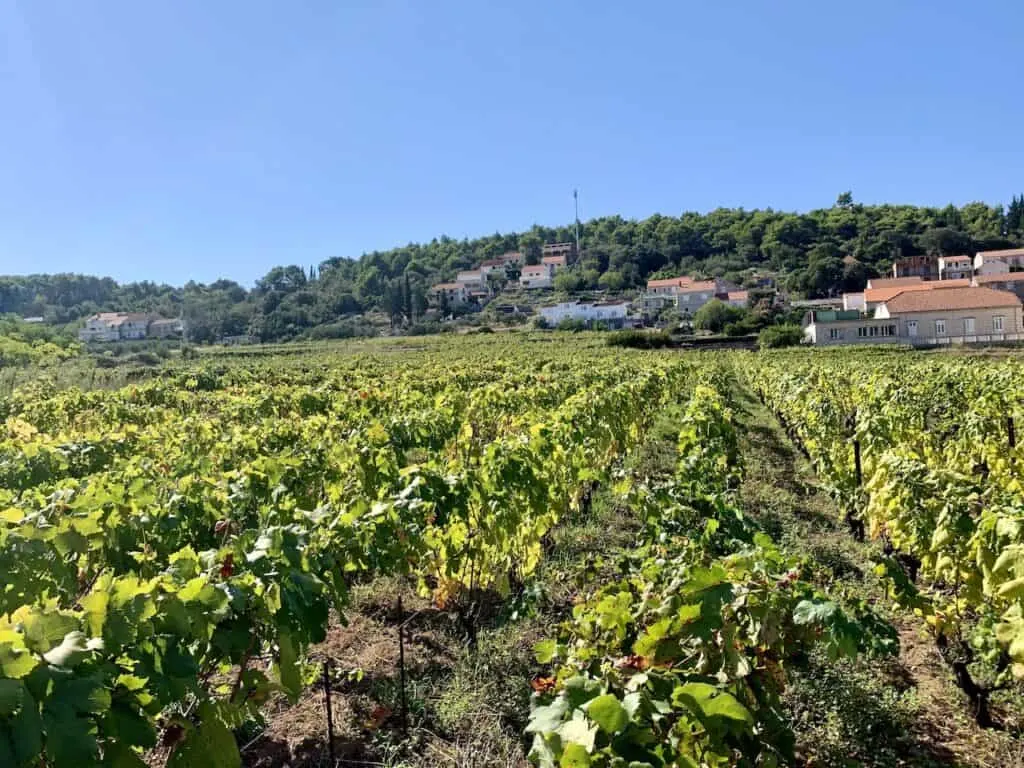 Lumbarda Vineyards Croatia