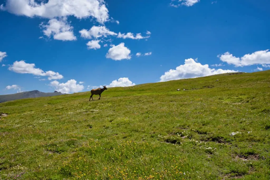 RMNP Animals