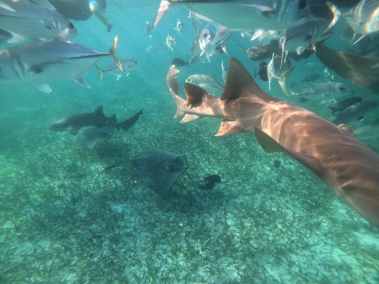 Shark Ray Alley