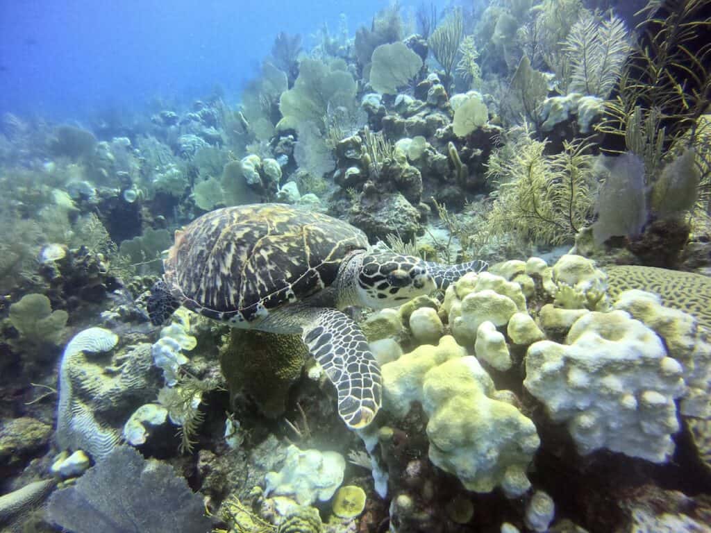 Turtle Belize