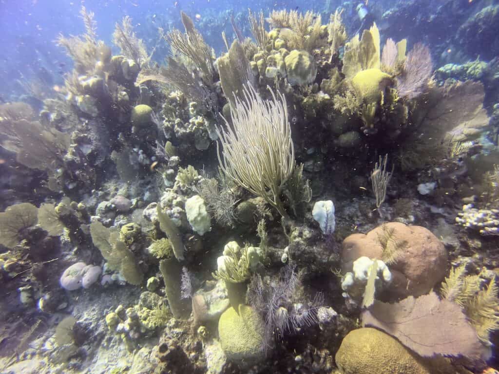 Long Moon Caye Dive Site