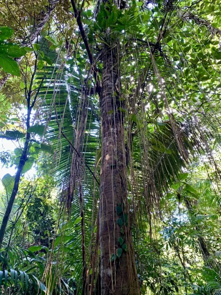 Belize Nature Trees